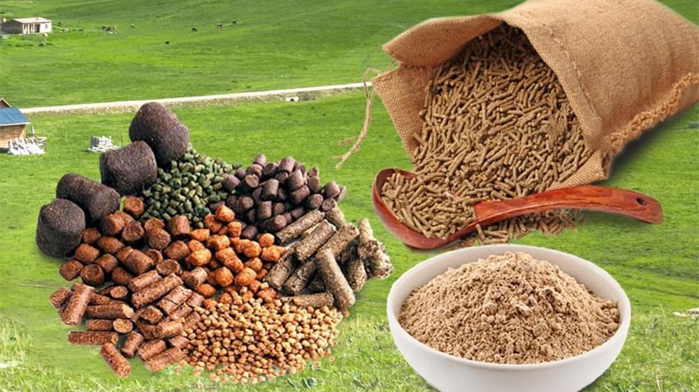 Protéine de riz de qualité alimentaire : une option saine et durable