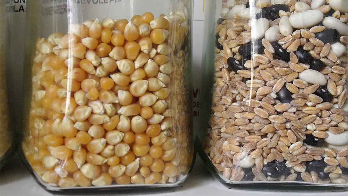 Sirap Beras Fruktosa Tinggi lwn Syru Jagung Fruktosa Tinggi