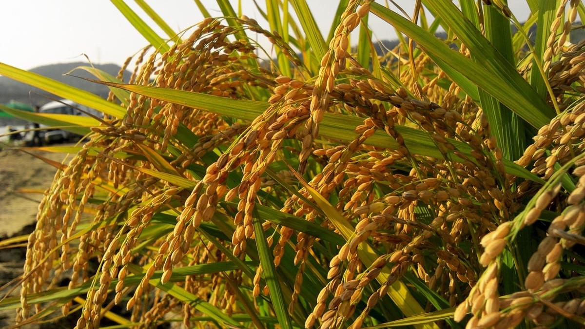 Por qué la proteína de arroz es la mejor opción de proteína vegetal