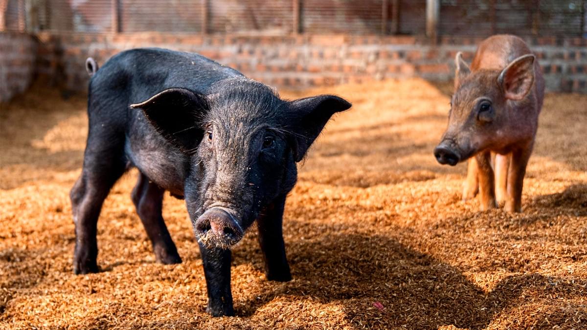 Serbuk Protein Beras Mampan Merevolusikan Pemakanan Haiwan