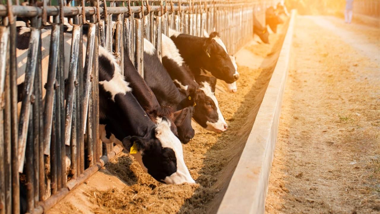 Polvo de proteína de arroz de calidad alimentaria Un alimento proteico versátil para animales